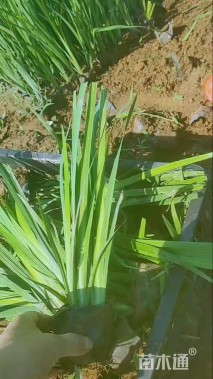 高度30厘米水生鸢尾