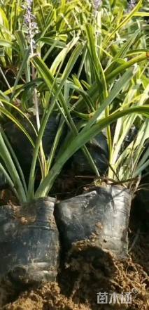 高度15厘米金边麦冬