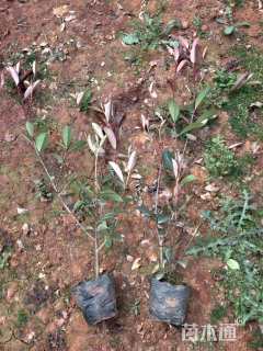 0.5公分红叶石楠