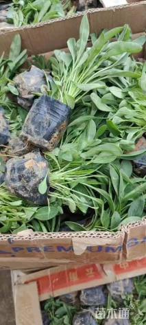 高度15厘米大花金鸡菊