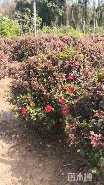 高度100厘米扶桑球