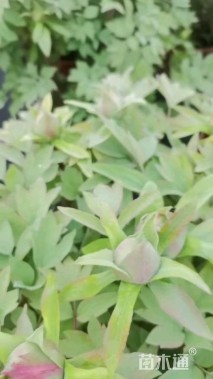 高度20厘米牡丹