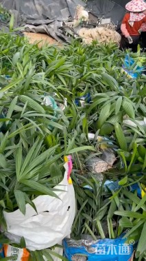 裸干高40厘米小叶棕竹