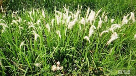 高度50厘米白茅