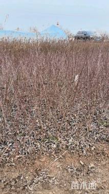 高度40厘米贴梗海棠