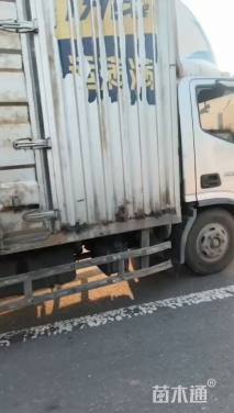 0.8公分紫叶矮樱