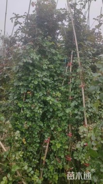 180厘米藤本月季