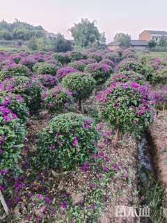 高度15厘米三角梅