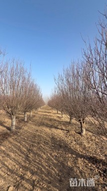 23公分八棱海棠