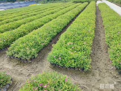 高度40厘米粉花绣线菊