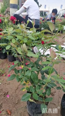 高度40厘米大花月季