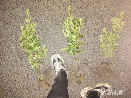 高度40厘米金边黄杨小苗