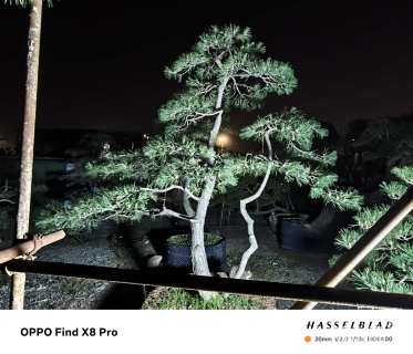 20公分造型黑松