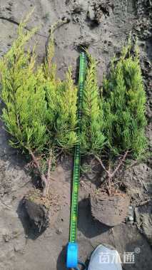 高度50厘米龙柏小苗