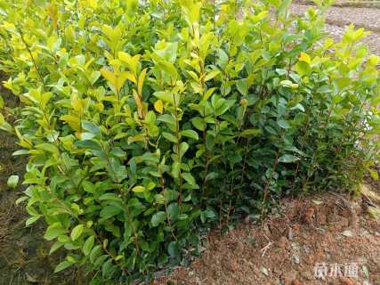 高度30厘米油茶