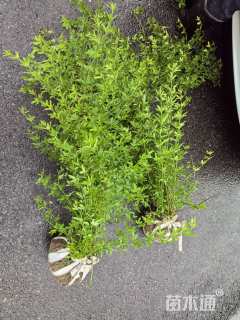 高度100厘米云南黄馨