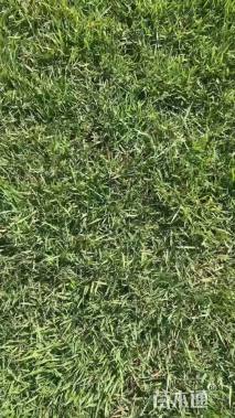草块状中华结缕草