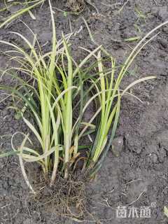 高度35厘米麦冬