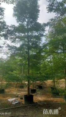 12公分小叶榄仁