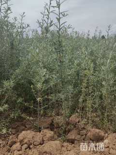 高度40厘米沙棘