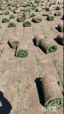 草卷状百慕大草