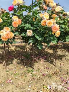 高度100厘米棒棒糖月季