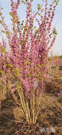 高度180厘米丛生紫荆