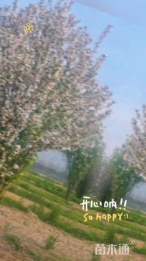 高度400厘米丛生西府海棠