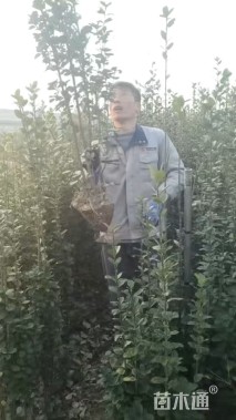 高度160厘米北海道黄杨