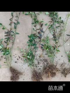 50厘米扶芳藤
