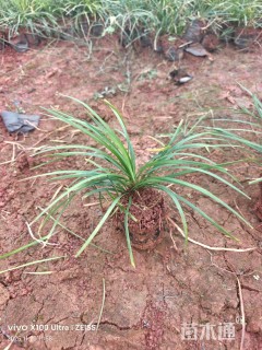 高度15厘米麦冬