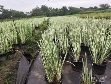 高度25厘米花叶玉蝉花