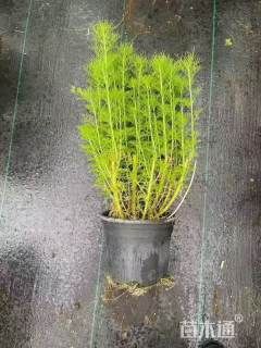 高度50厘米假蒿