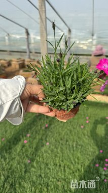 高度8厘米欧石竹