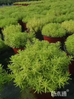 高度10厘米佛甲草