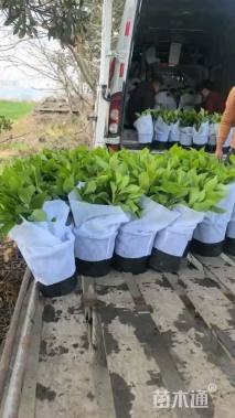 高度30厘米无尽夏绣球