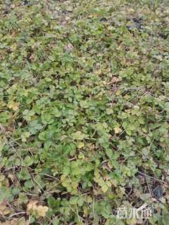 高度15厘米蛇莓