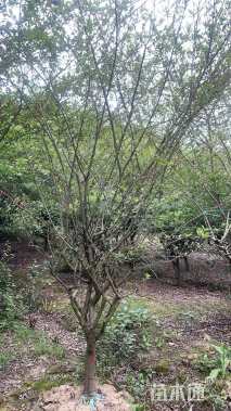 10公分垂丝海棠