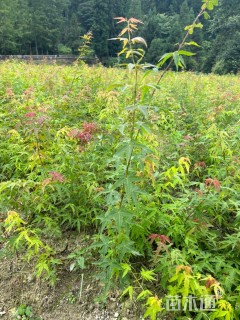 0.6公分中国红枫