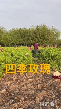 高度60厘米四季玫瑰