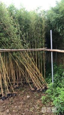 容器苗金镶玉竹