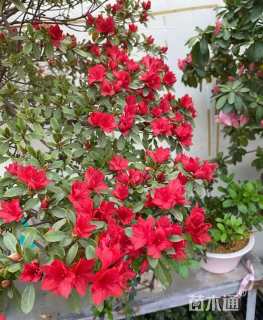 高度120厘米杜鹃