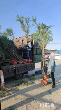 高度250厘米柽柳