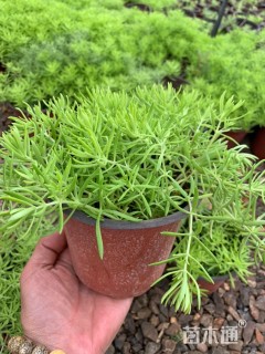 高度10厘米佛甲草