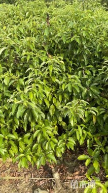 高度100厘米香樟小苗