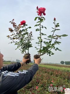 高度30厘米大花月季