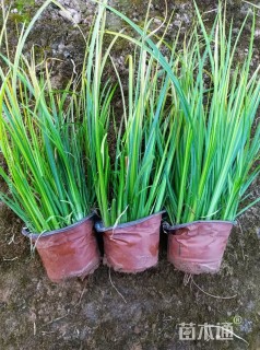 高度42厘米金叶石菖蒲