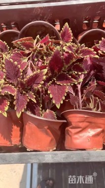 高度26厘米彩叶草