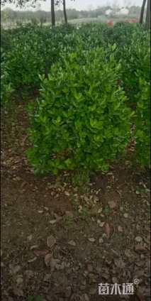 高度40厘米大叶黄杨