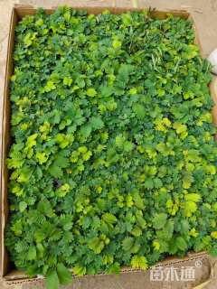 高度10厘米含羞草